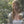 Load image into Gallery viewer, PROM STORM