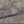 Load image into Gallery viewer, CORMORANT