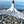Load image into Gallery viewer, CORMORANT