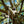 Load image into Gallery viewer, FOREST HYMN FOR LITTLE GIRLS