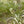 Load image into Gallery viewer, perennials