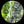 Load image into Gallery viewer, WHITE SAUCER: SURVEILLANT EYE / LA SOUCOUPE BLANCHE : OEIL SURVEILLANT