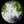 Load image into Gallery viewer, WHITE SAUCER: SURVEILLANT EYE / LA SOUCOUPE BLANCHE : OEIL SURVEILLANT