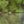 Load image into Gallery viewer, LA MÉDUSE DU LAC