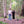 Load image into Gallery viewer, perennials