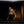 Load image into Gallery viewer, ROC ROC CHICKEN HAWK