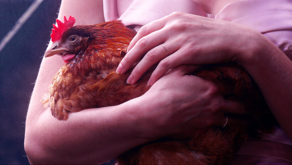 THE CHICKEN AND HER