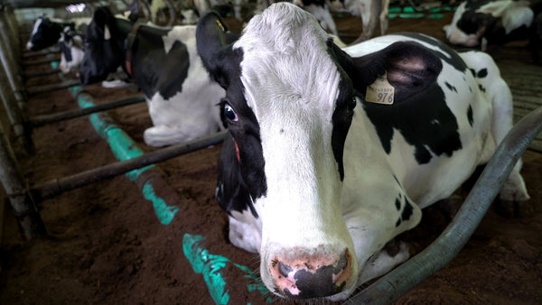 110 HOLSTEINS