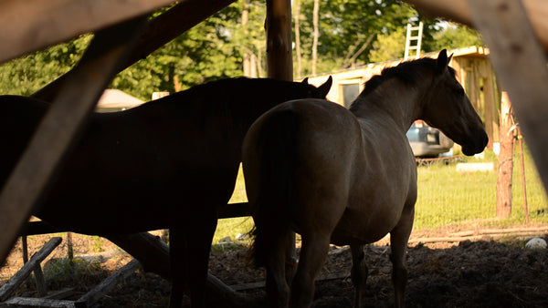 TWO HORSES