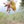 Load image into Gallery viewer, BECOMING OLIVE (ΓΙΝΟΜΑΙ ΕΛΙΑ)
