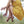 Load image into Gallery viewer, BECOMING OLIVE (ΓΙΝΟΜΑΙ ΕΛΙΑ)
