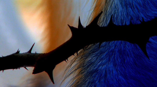 DISPARITIONS