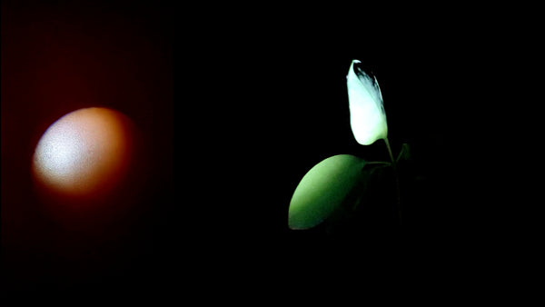 SILENCE IV (                  )