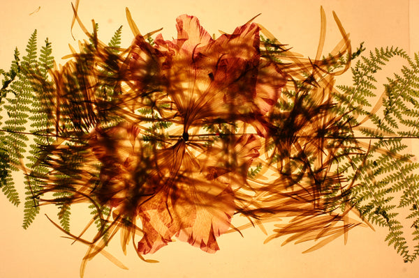 UNTITLED (BERNARD DE MIAMI)