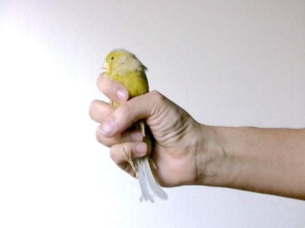 BIRD (FROM THE ONGOING SERIES EXERCISES IN FAITH)