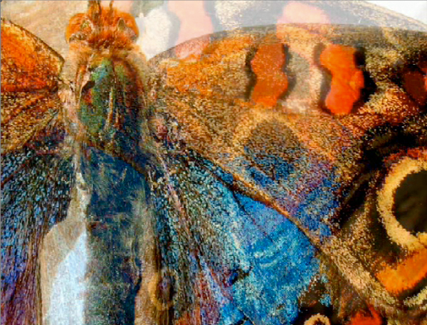 REQUIEM POUR UN PAPILLON